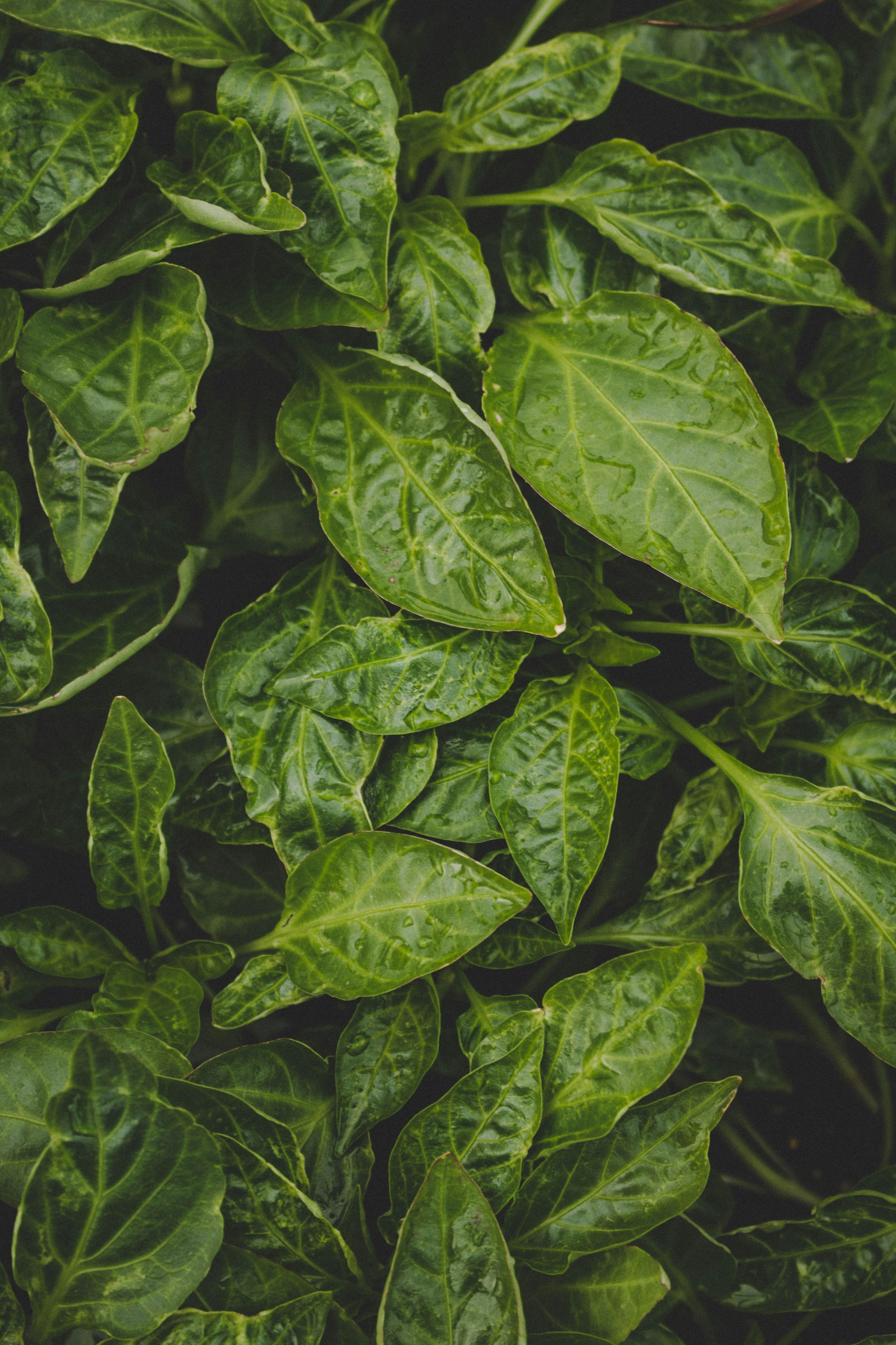 Exploring the Power of Leafy⁣ Greens and Cruciferous Vegetables