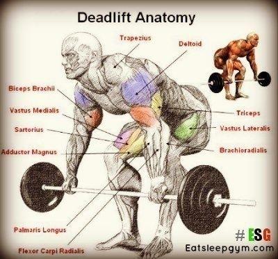 Deadlifts and Their Variants: The Foundation of a Powerful Back