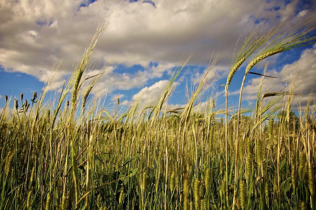 Boost Nutritional Value by Choosing Whole Grains Over Refined ‍Options