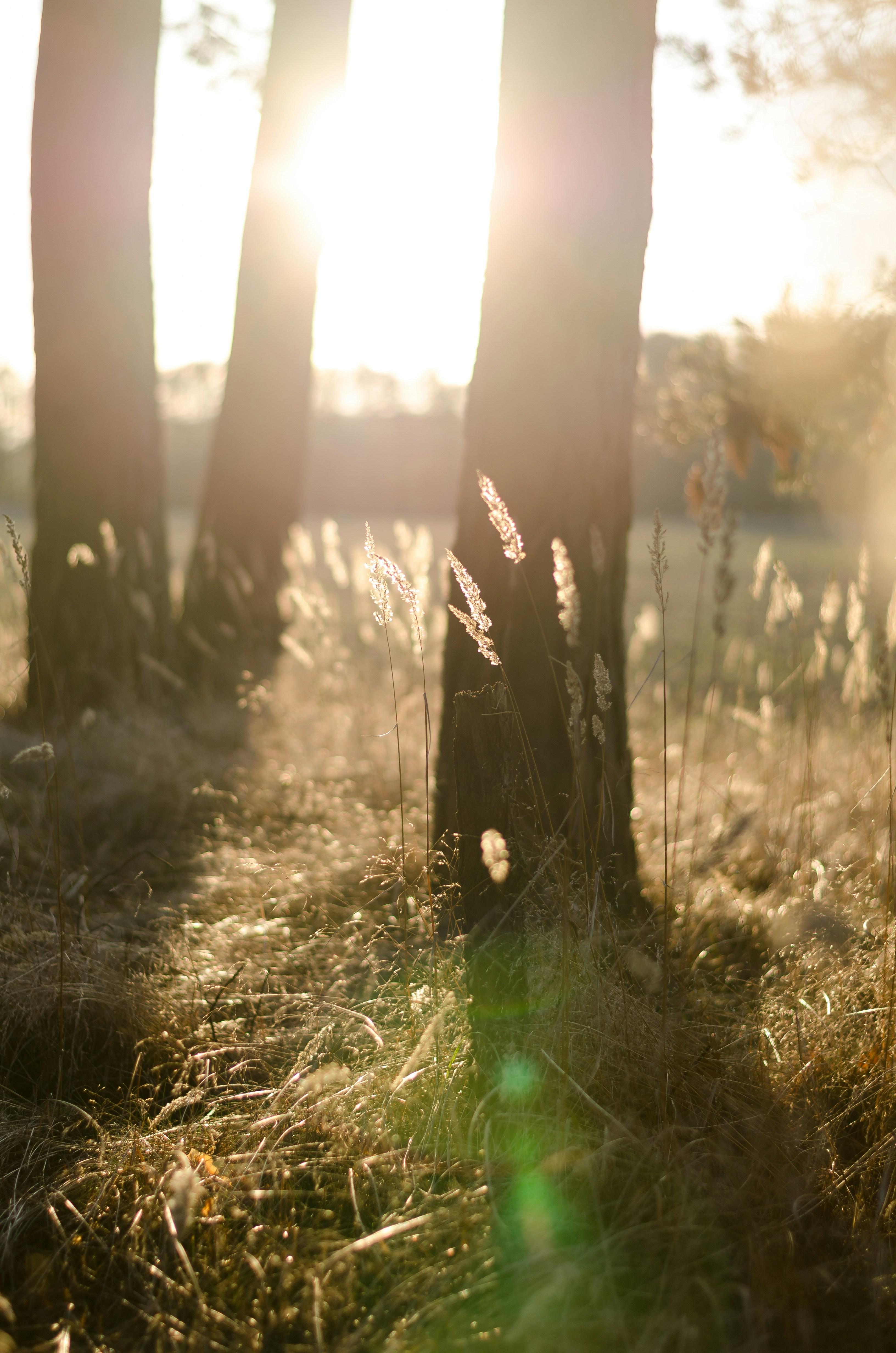 Natures Healing Embrace: The Science Behind Outdoor Therapy